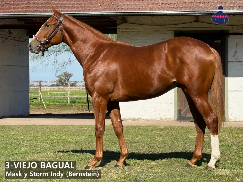 3 - VIEJO BAGUAL