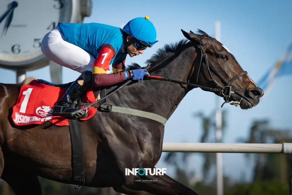 Vision Triomphe Los Haras (3)