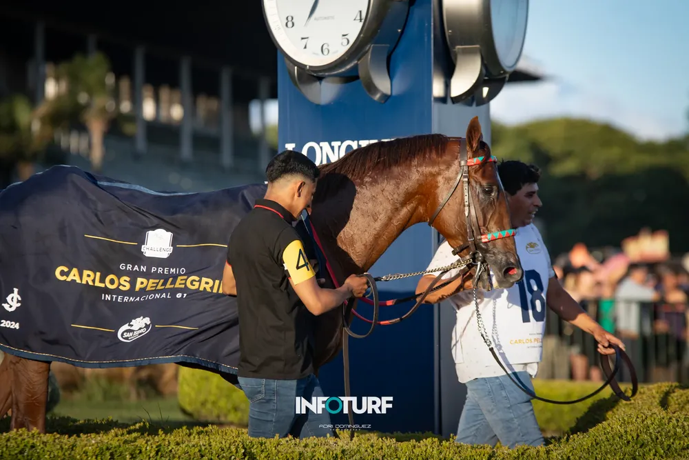 INTENSE FOR ME PELLE-2494