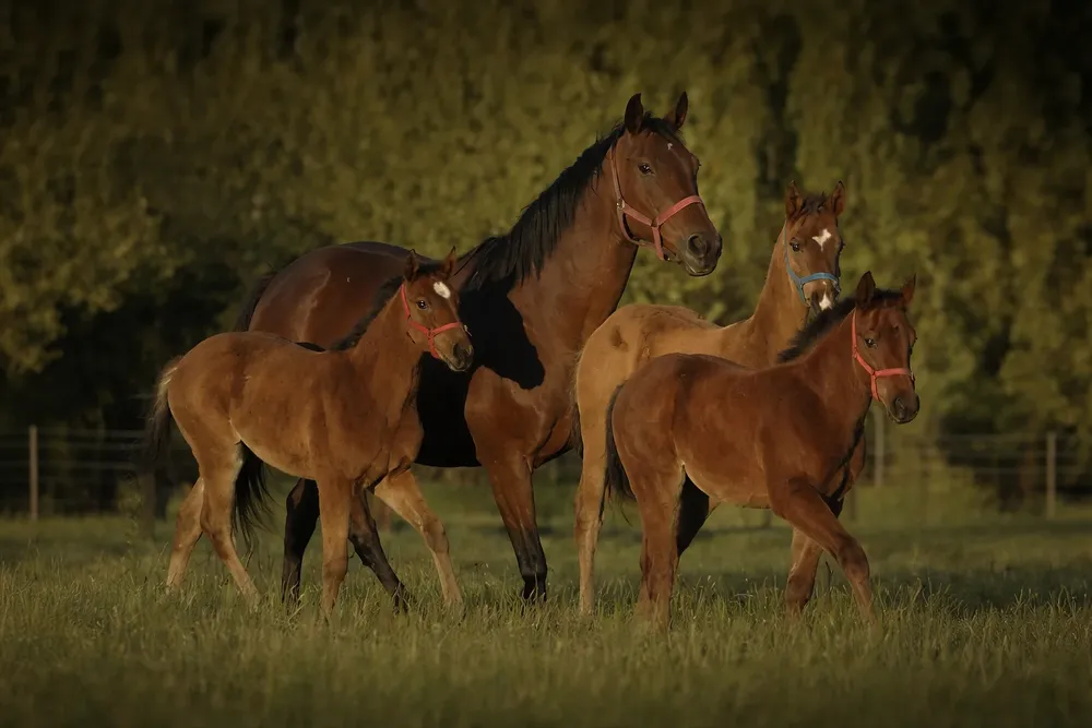 ChatGPT Image 17 mar 2026, 11_59_16 a.m.