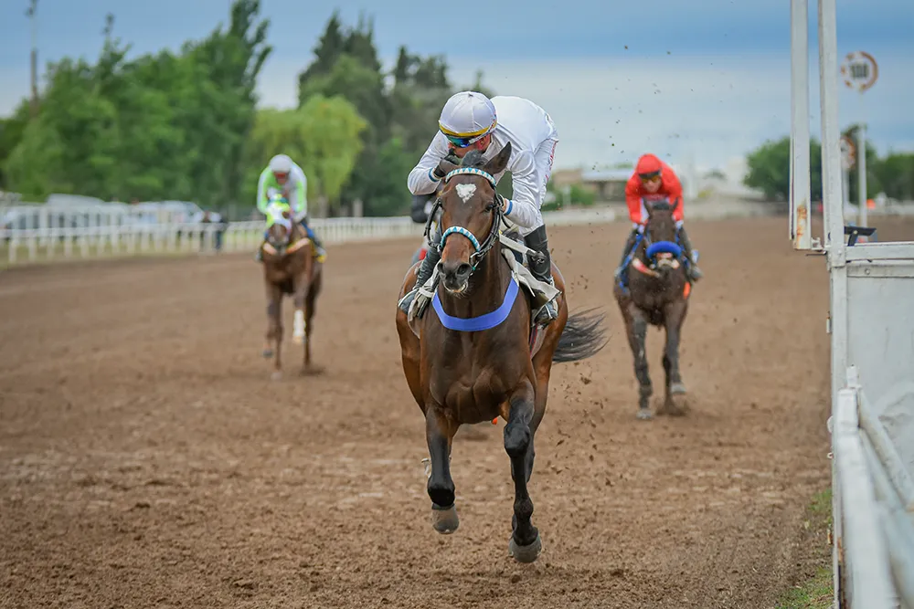 Barbaro Bomb