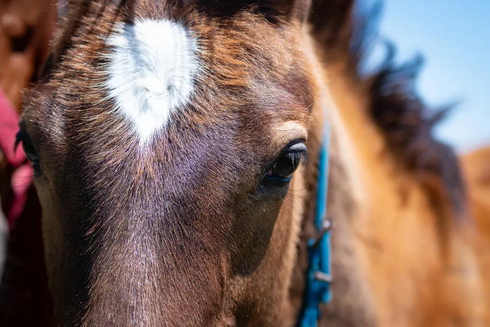 caballo generica (1 de 1)