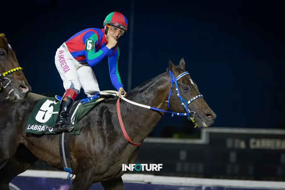 LABRADO WEB MAIPU--2