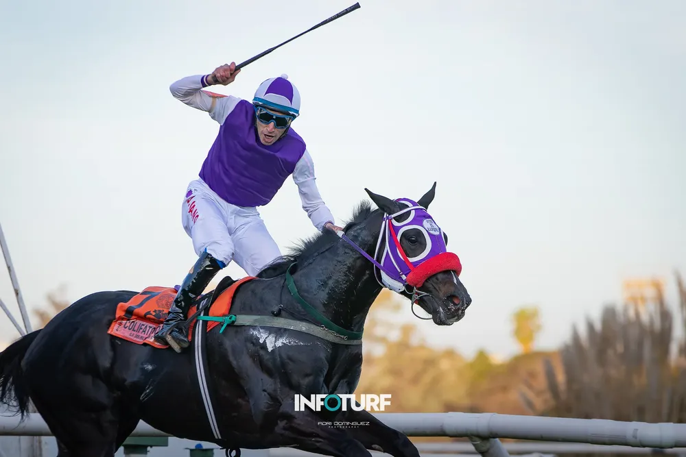 COLIFATO GUINEAS-2