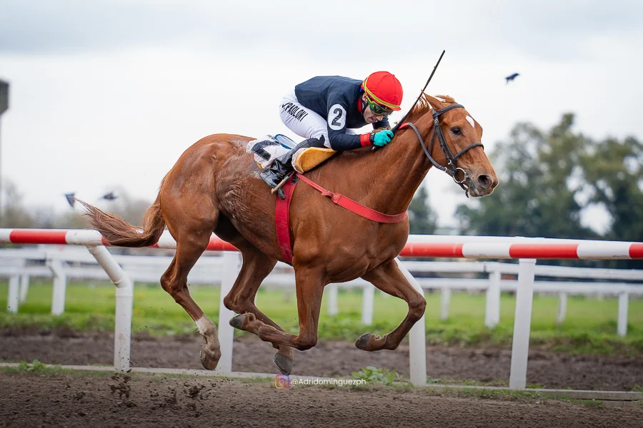 PERSONAL FILLY polla WEB-1
