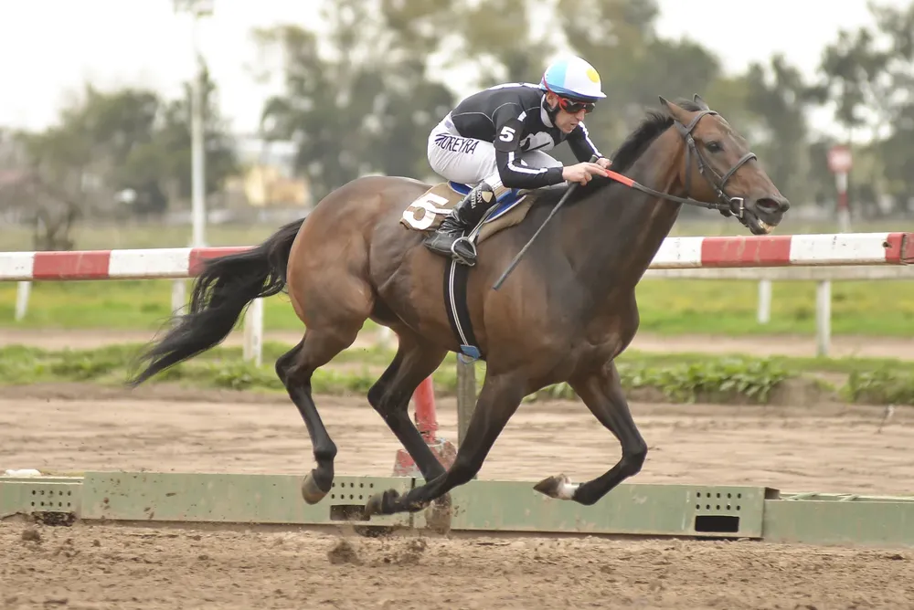 LAGARTO BOY (2) copia