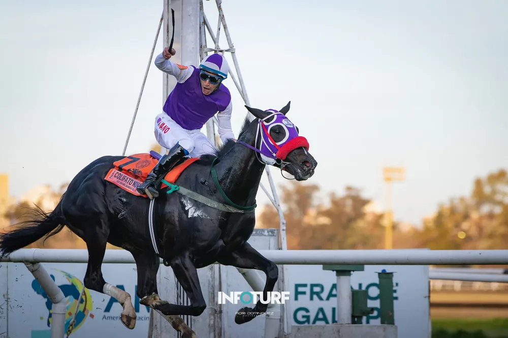 COLIFATO GUINEAS