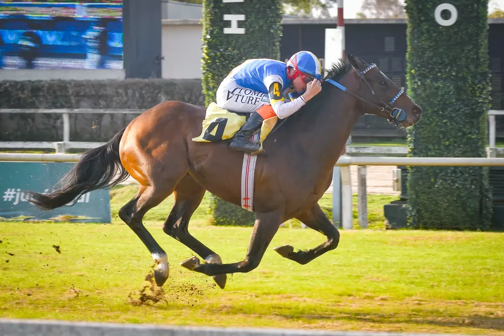 QUEBRACHO JOY (1 de 2)