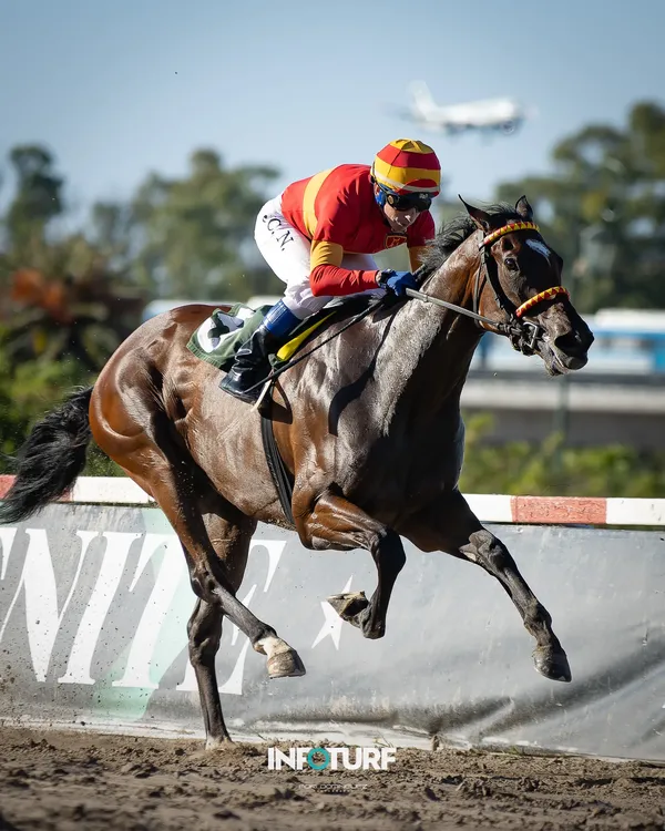 la importadora avion-